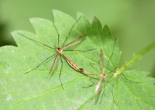 Cylindrotoma distinctissima